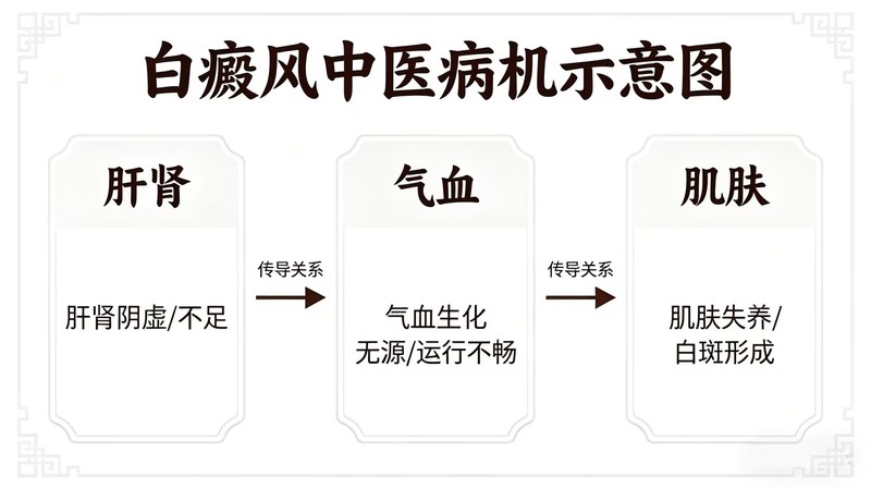 配图4：白癜风中医病机示意图（可设计）.jpg